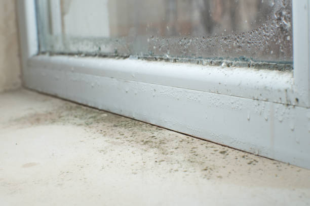 Best Commercial Mold Inspection  in Cumberland Hill, RI